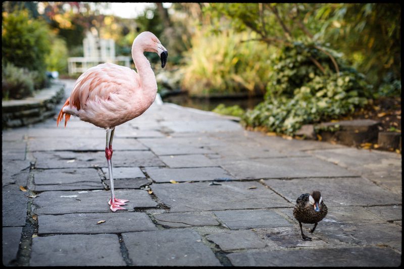 Kensington Roof Gardens Flamingo and Duck